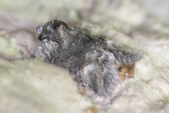 Lacinipolia rodora