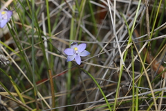 Thelymitra angustifolia