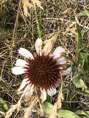 Echinacea