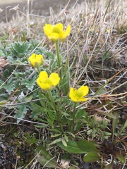 Ranunculus pedatifidus affinis