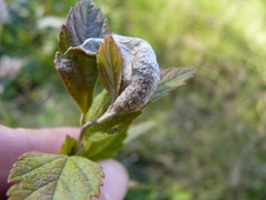 Dasineura salicifoliae