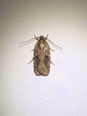 Agonopterix pulvipennella