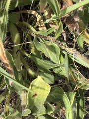 Echinacea