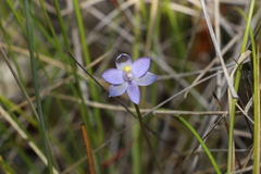 Thelymitra angustifolia
