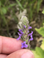 Verbena stricta