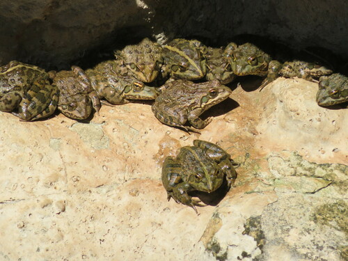 Poynton's River Frog