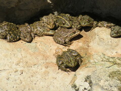 Poynton's River Frog