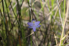 Thelymitra angustifolia