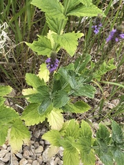 Verbena stricta