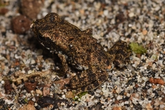 Anura
