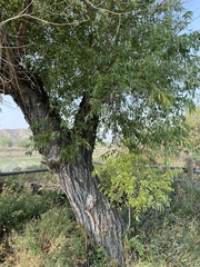Populus angustifolia