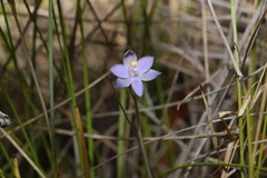 Thelymitra angustifolia
