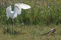 Nerodia fasciata × clarkii