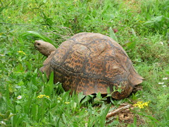 Stigmochelys pardalis
