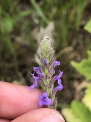 Verbena stricta