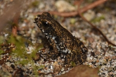 Anura