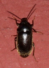Alleculinae