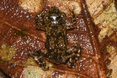 Anura