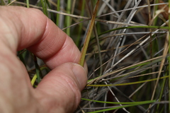 Thelymitra angustifolia