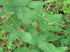 Dasineura meibomiae
