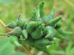 Dasineura meibomiae