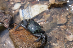 Metopograpsus frontalis