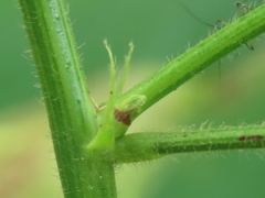 Dasineura meibomiae