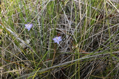 Thelymitra angustifolia