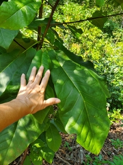 Magnolia
