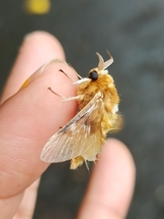 Megalopyge
