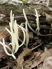 Clavaria fragilis