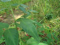 Dasineura meibomiae