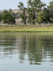 Mergus merganser
