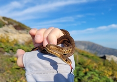 Thamnophis sirtalis pallidulus