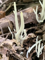 Clavaria fragilis
