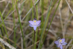 Thelymitra angustifolia