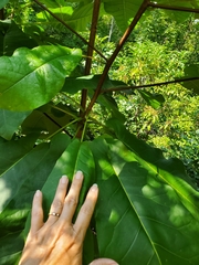 Magnolia