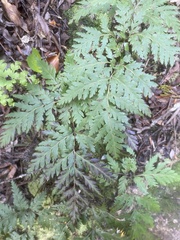 Loxsoma cunninghamii