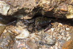 Metopograpsus frontalis
