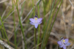 Thelymitra angustifolia