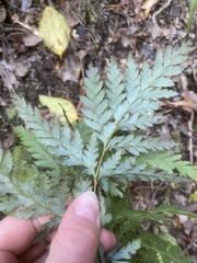 Loxsoma cunninghamii