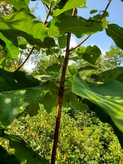 Magnolia
