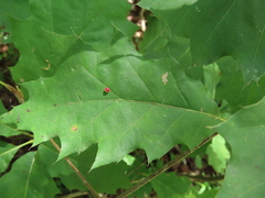 Zopheroteras sphaerula