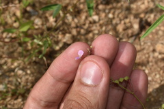 Desmodium procumbens