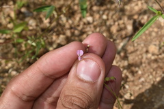 Desmodium procumbens