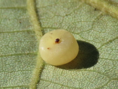 Caryomyia biretta