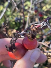 Rosa nutkana