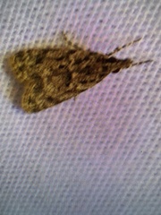 Dichomeris punctipennella