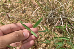 Desmodium procumbens