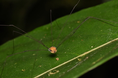 Sclerosomatidae